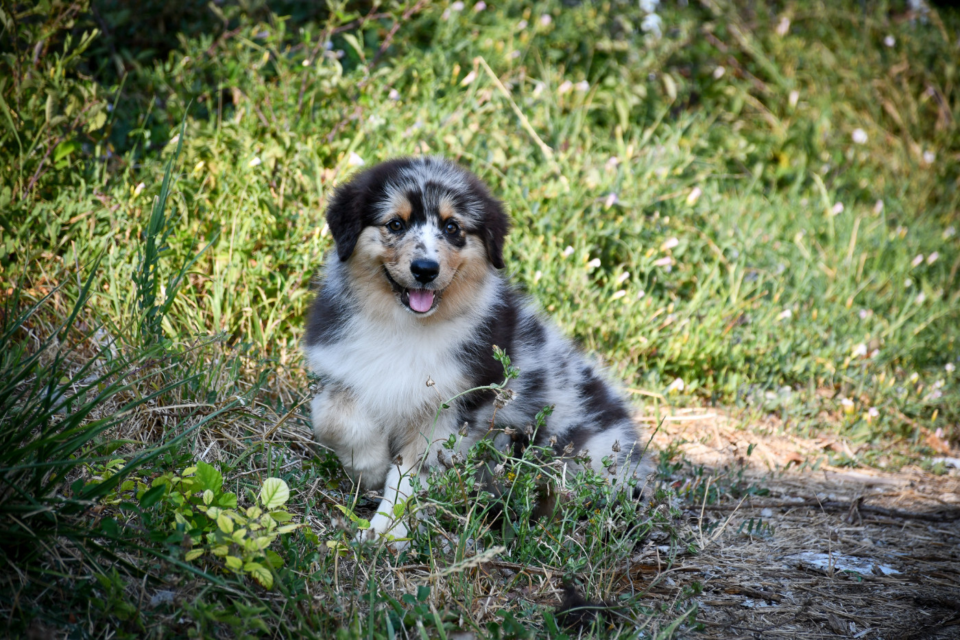 du Haras des Brumieres - Chiots disponibles - Berger Australien