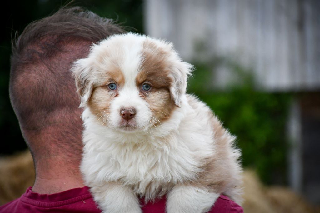 du Haras des Brumieres - Chiots disponibles - Berger Australien