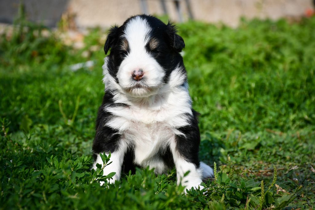 du Haras des Brumieres - Chiots disponibles - Berger Australien