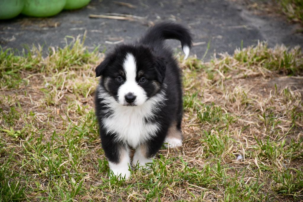 du Haras des Brumieres - Chiots disponibles - Berger Australien