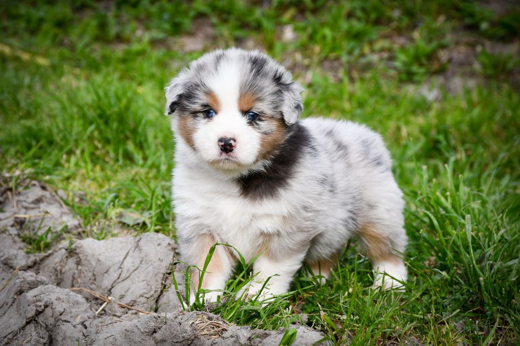 du Haras des Brumieres - Chiots disponibles - Berger Australien
