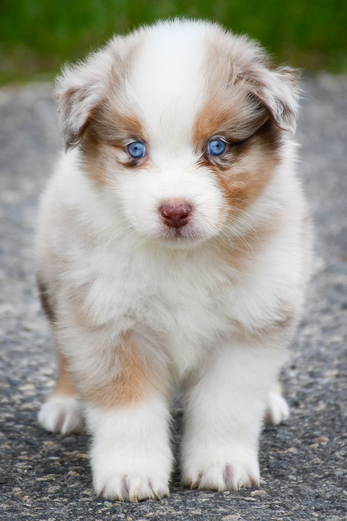 du Haras des Brumieres - Chiots disponibles - Berger Australien