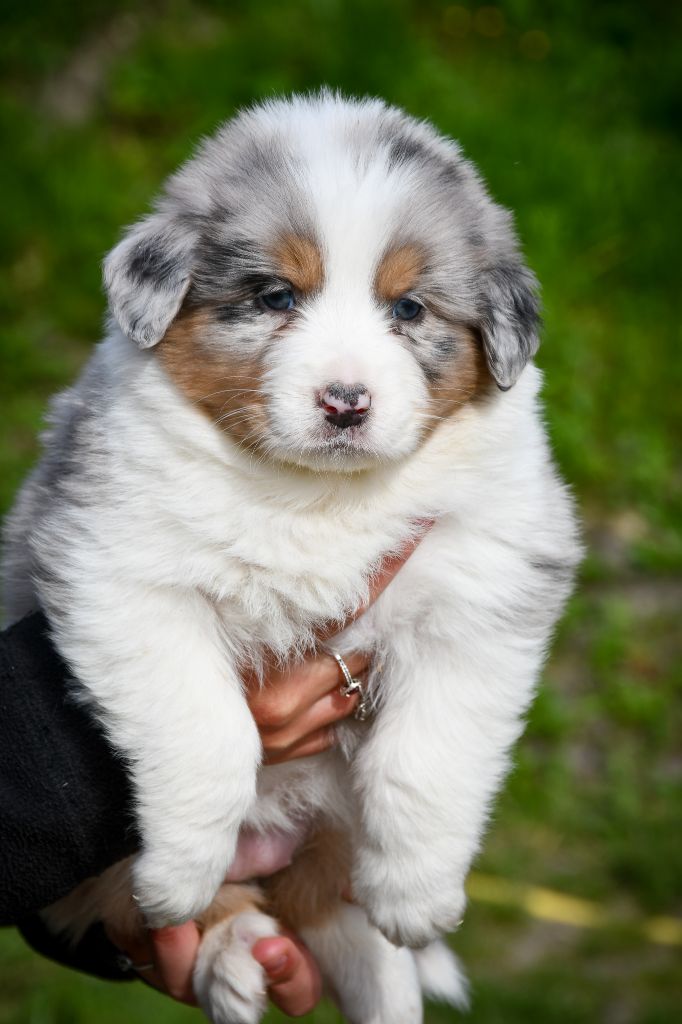 du Haras des Brumieres - Chiots disponibles - Berger Australien