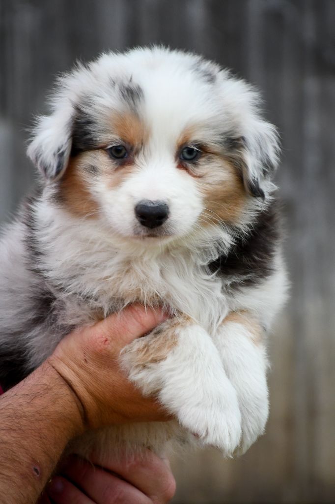 du Haras des Brumieres - Chiots disponibles - Berger Australien