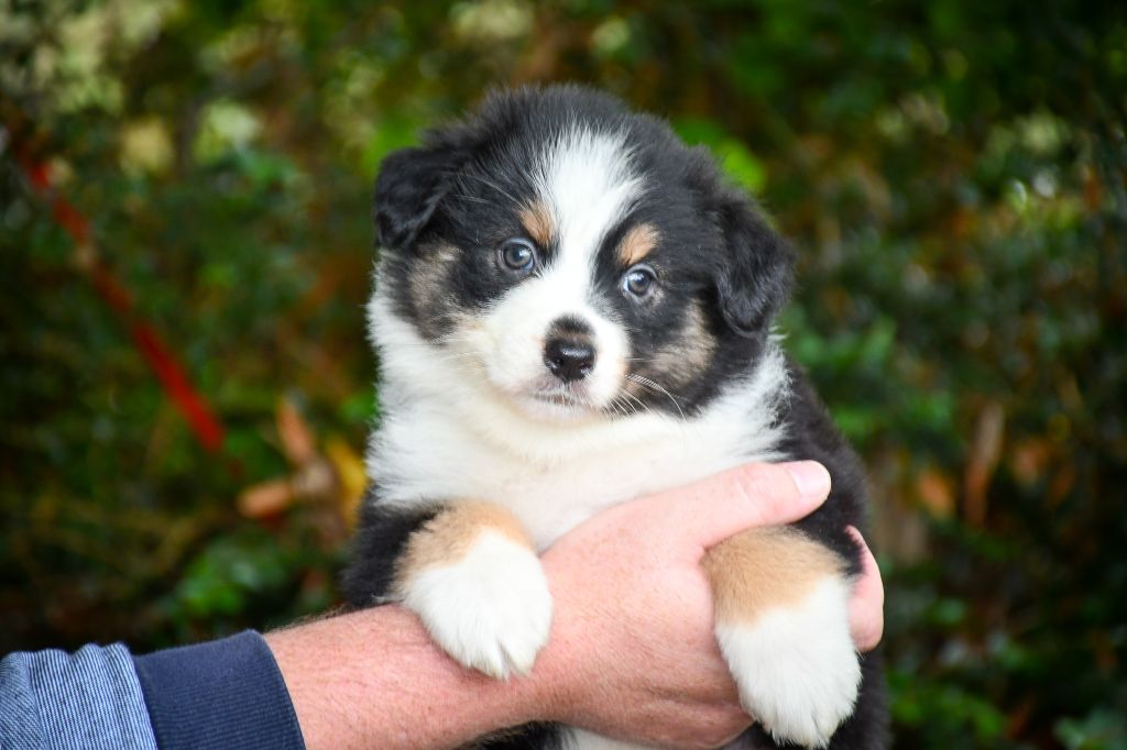 du Haras des Brumieres - Chiots disponibles - Berger Australien