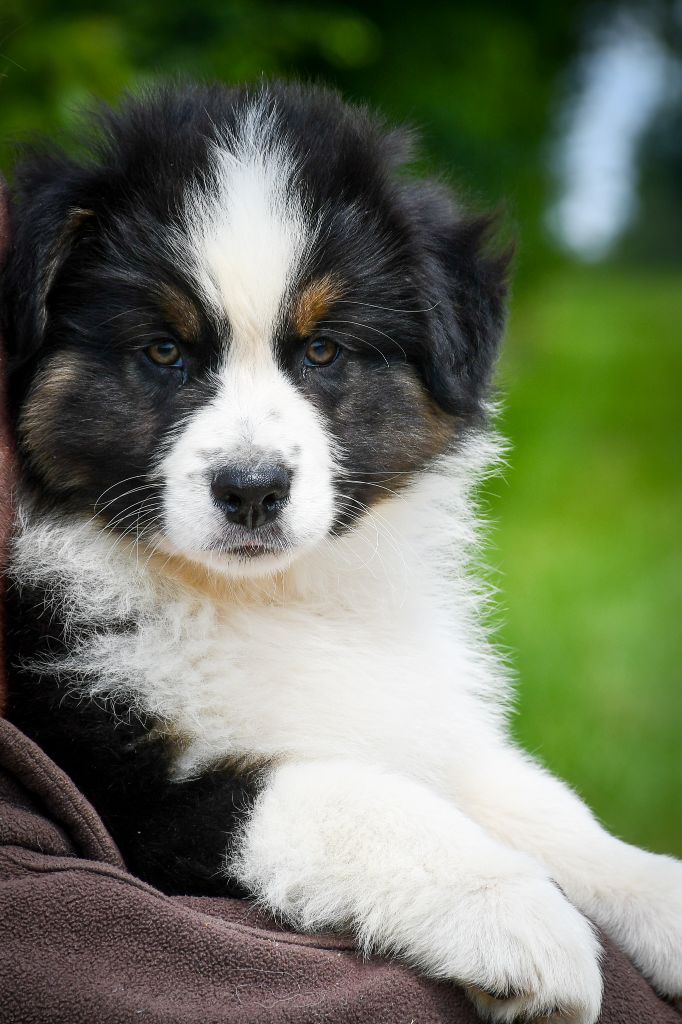 du Haras des Brumieres - Chiots disponibles - Berger Australien