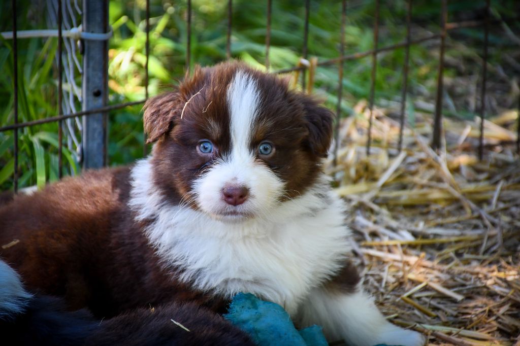 du Haras des Brumieres - Chiots disponibles - Berger Australien