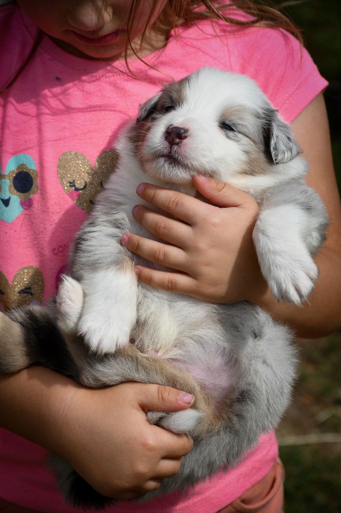 du Haras des Brumieres - Chiots disponibles - Berger Australien