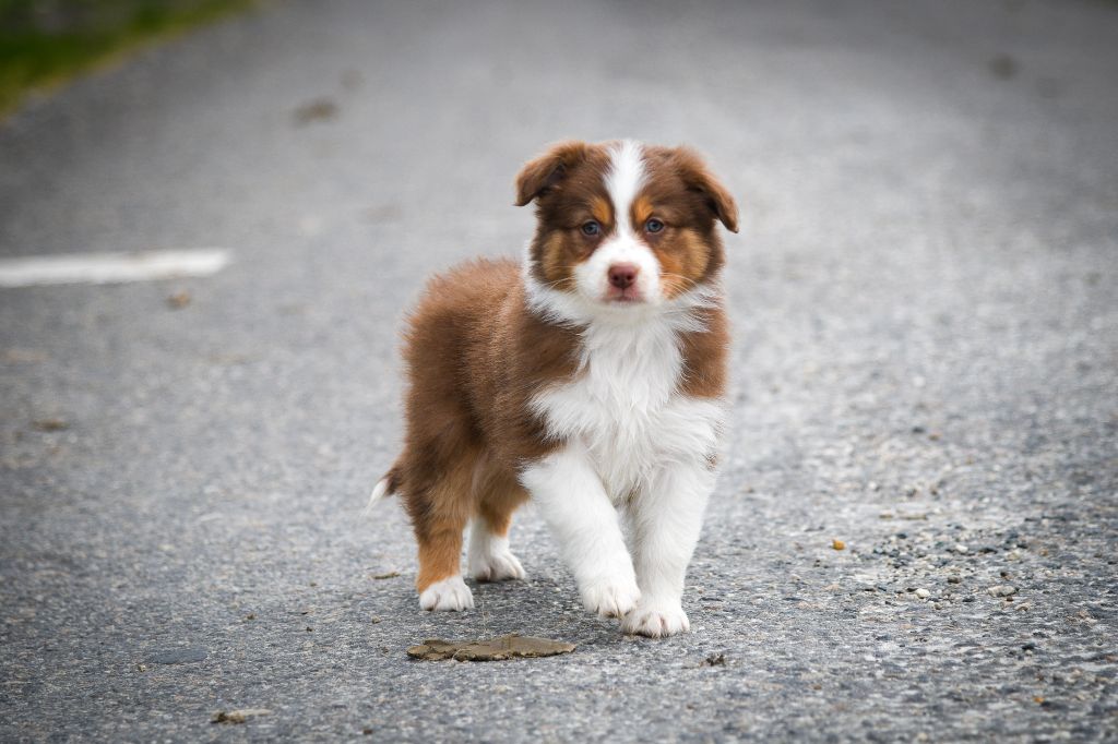 du Haras des Brumieres - Berger Australien - Portée née le 05/03/2024