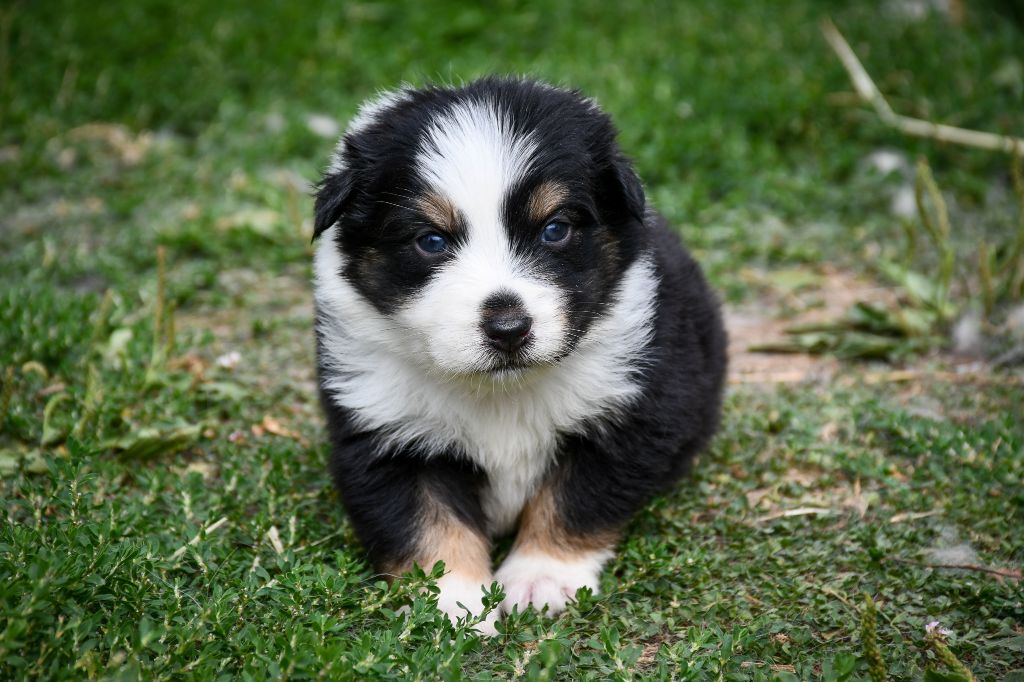 du Haras des Brumieres - Chiots disponibles - Berger Australien