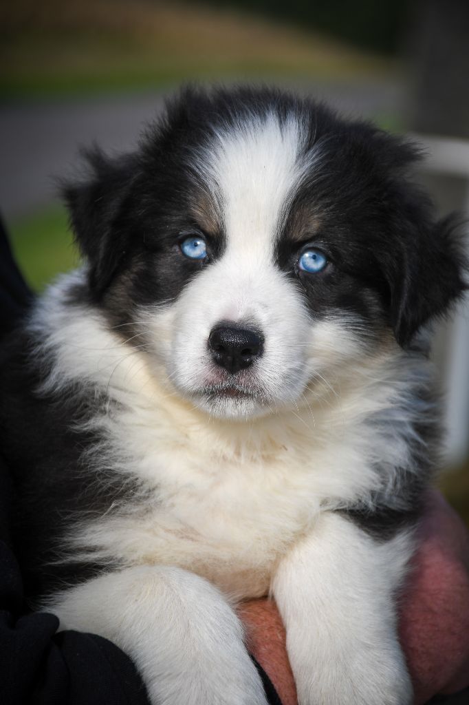 du Haras des Brumieres - Chiots disponibles - Berger Australien