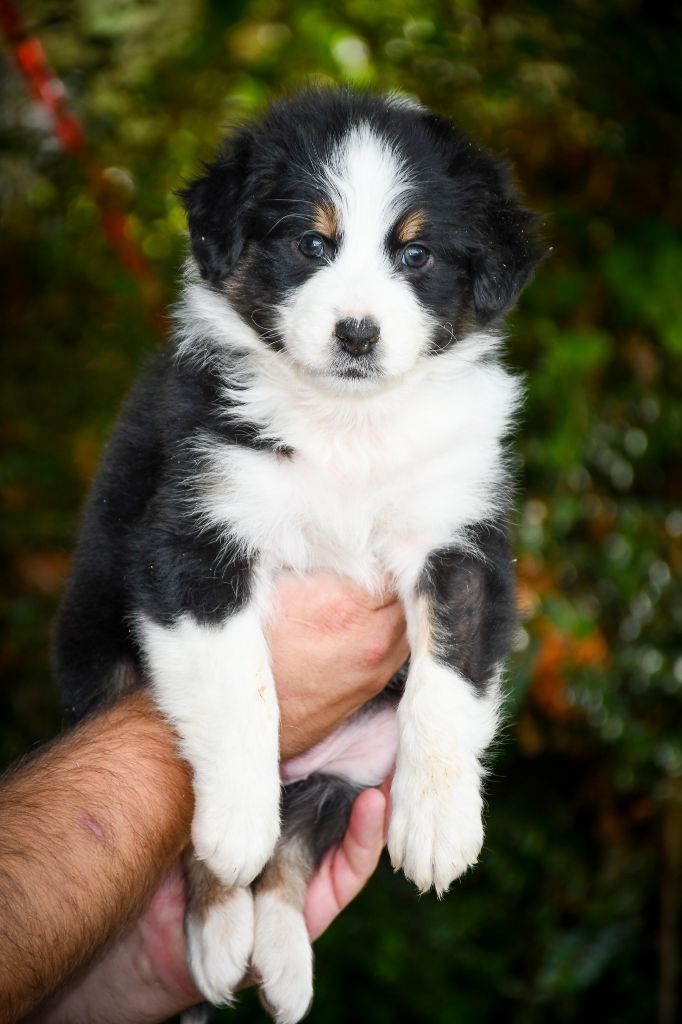 du Haras des Brumieres - Chiots disponibles - Berger Australien