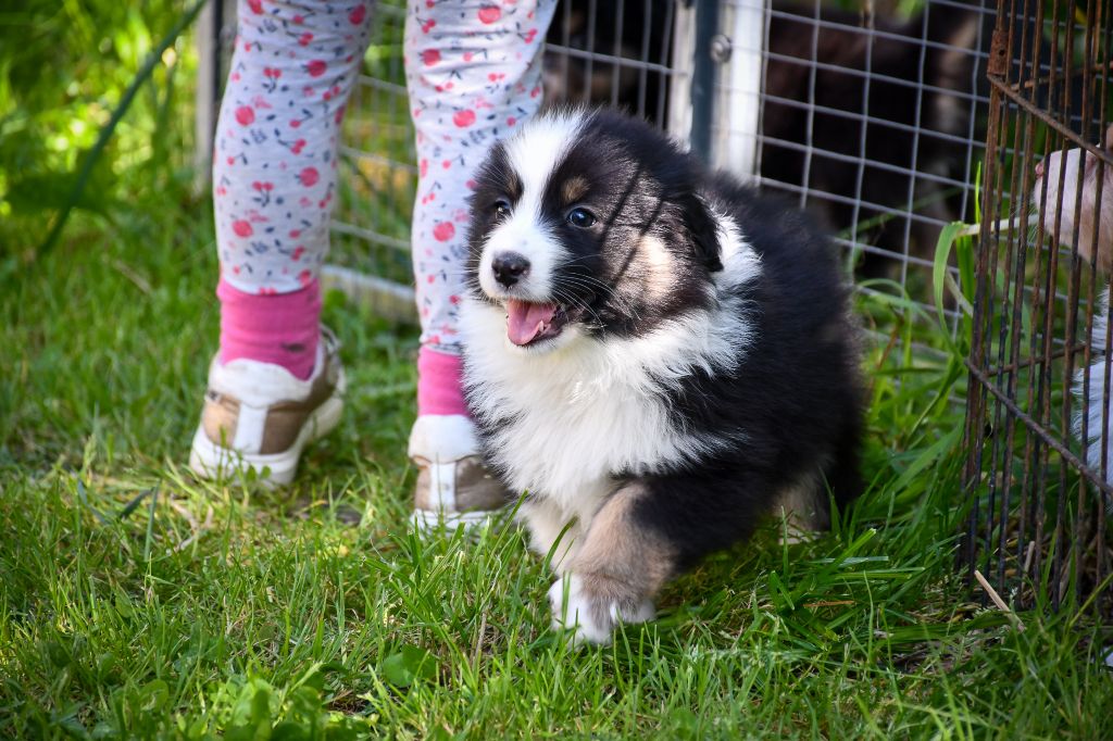 du Haras des Brumieres - Berger Australien - Portée née le 01/04/2025