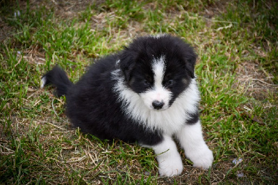 CHIOT