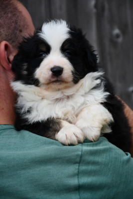 Chiot N°2