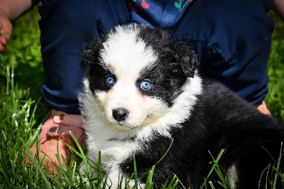 CHIOT 6