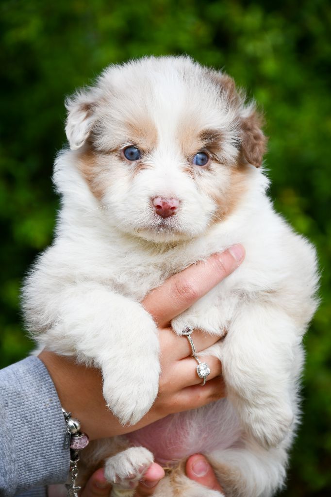 du Haras des Brumieres - Chiots disponibles - Berger Australien