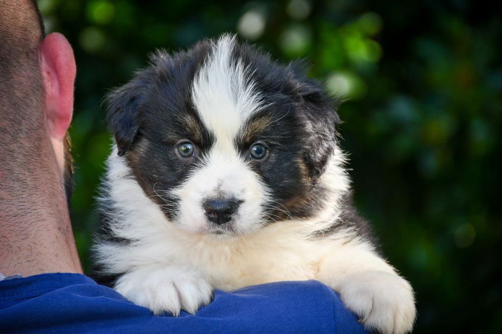 du Haras des Brumieres - Chiots disponibles - Berger Australien