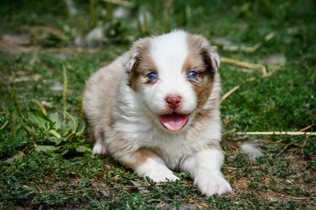 du Haras des Brumieres - Chiots disponibles - Berger Australien