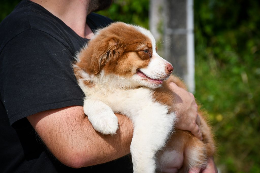 du Haras des Brumieres - Chiots disponibles - Berger Australien