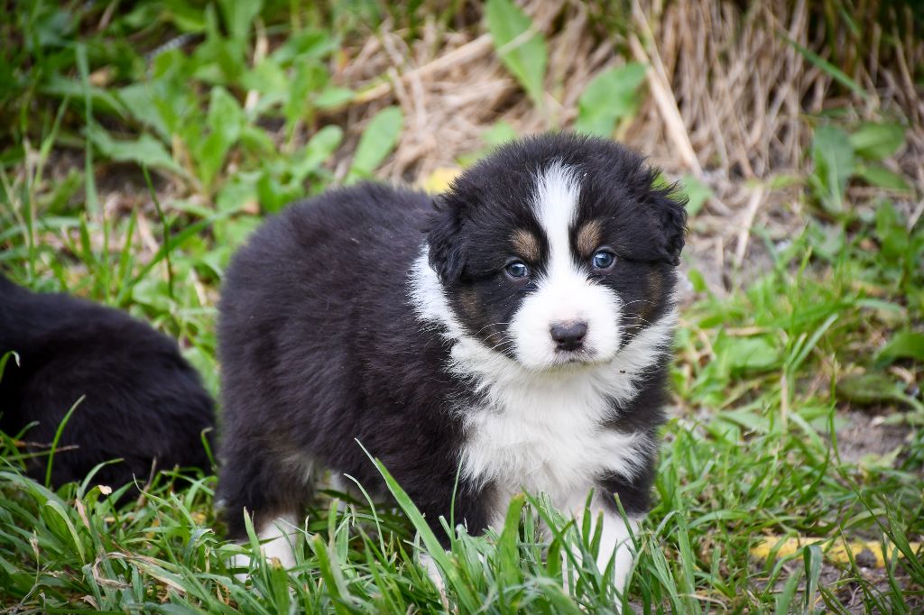du Haras des Brumieres - Chiots disponibles - Berger Australien