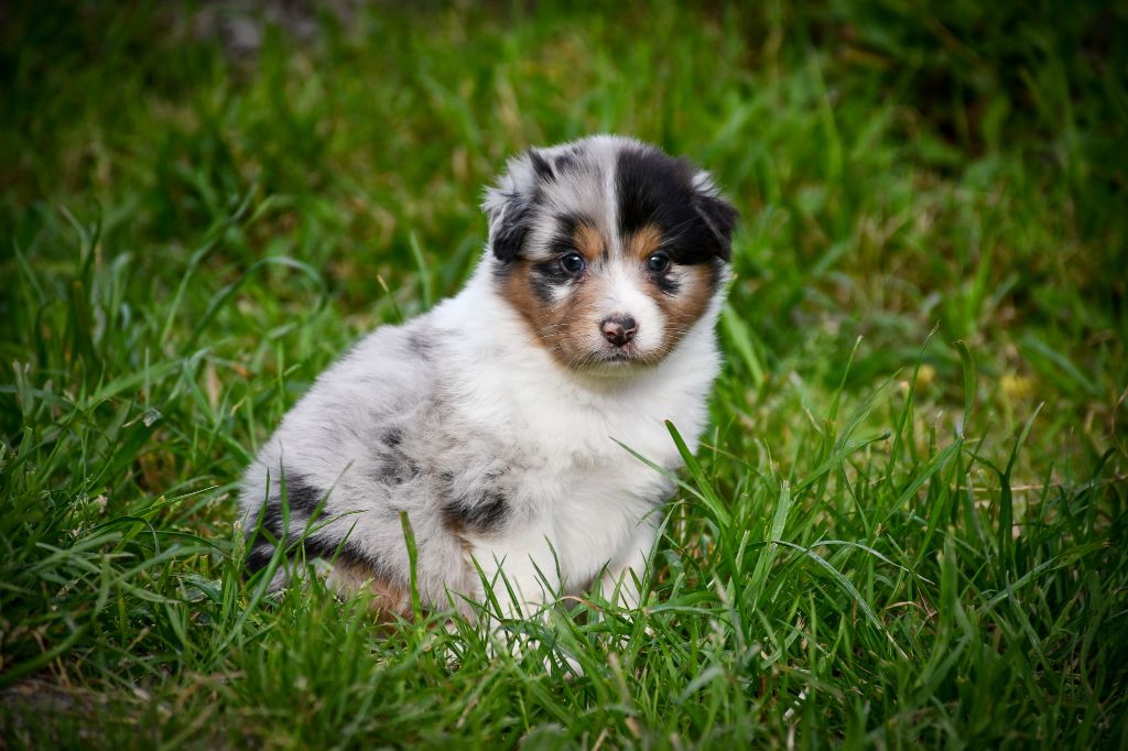 du Haras des Brumieres - Chiots disponibles - Berger Australien