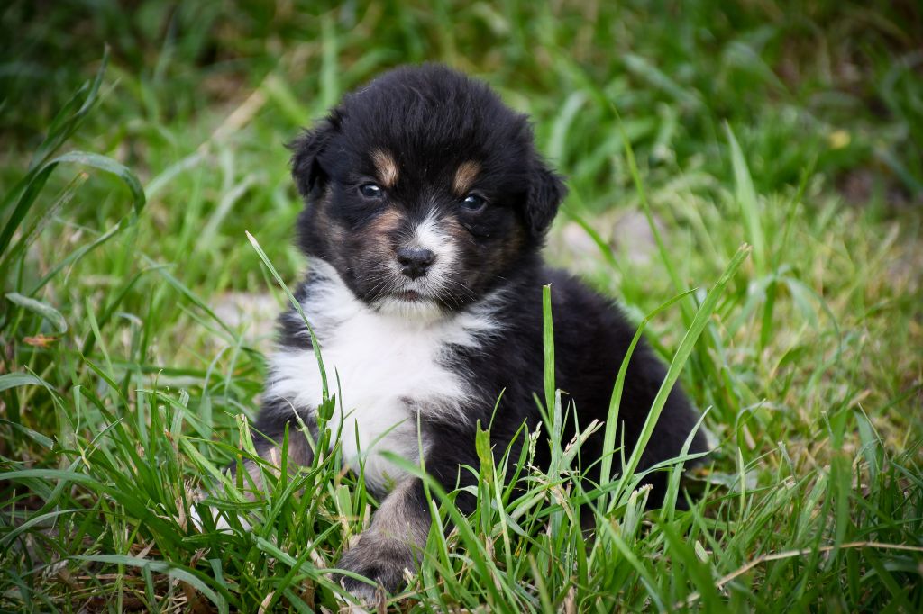 du Haras des Brumieres - Chiots disponibles - Berger Australien