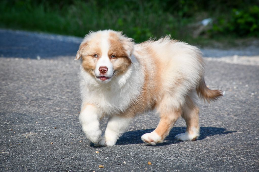 du Haras des Brumieres - Chiots disponibles - Berger Australien