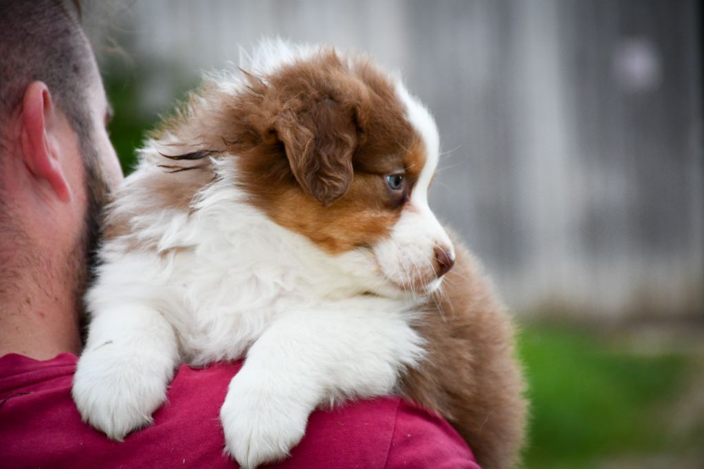 du Haras des Brumieres - Chiots disponibles - Berger Australien