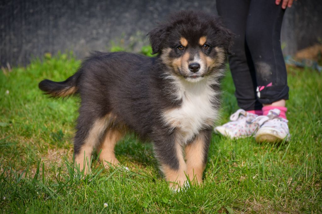 CHIOT 4